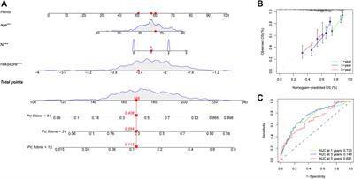 8-Gene signature related to CD8+ T cell infiltration by integrating single-cell and bulk RNA-sequencing in head and neck squamous cell carcinoma